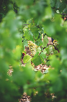 Photo Domaines-Viticoles Domaine Larue  - n°17627