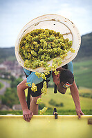 Photo Domaines-Viticoles Domaine Larue  - n°17628