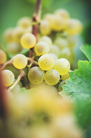 Photo Domaines-Viticoles Domaine Larue  - n°17629