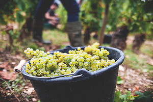 Photo Domaines-Viticoles Domaine Larue  - n°17631