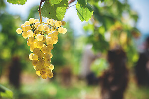 Photo Domaines-Viticoles Domaine Larue  - n°17632