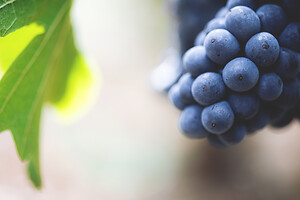 Photo Domaines-Viticoles Domaine Larue  - n°17634