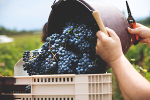 Photo Domaines-Viticoles Domaine Larue  - n°17637
