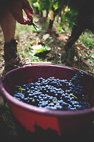 Photo Domaines-Viticoles Domaine Larue  - n°17640