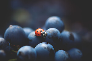 Photo Domaines-Viticoles Domaine Larue  - n°17643