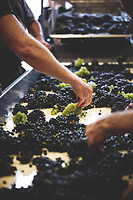 Photo Domaines-Viticoles Domaine Larue  - n°17649
