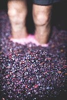 Photo Domaines-Viticoles Domaine Larue  - n°17661