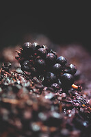Photo Domaines-Viticoles Domaine Larue  - n°17667