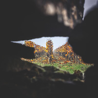 Photo Vigne Vigne - Automne  - n°18636