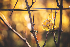 Photo Vigne Vigne - Automne  - n°18638