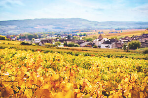 Photo Vigne Vigne - Automne  - n°18640