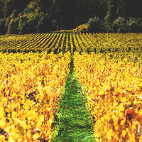 Photo Vigne Vigne - Automne  - n°18641