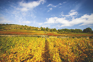 Photo Vigne Vigne - Automne  - n°18642