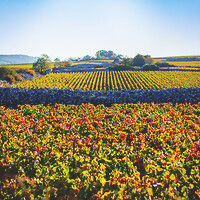 Photo Vigne Vigne - Automne  - n°18643
