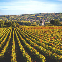 Photo Vigne Vigne - Automne  - n°18644