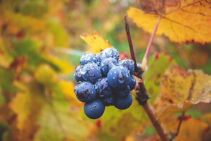 Photo Vigne Vigne - Automne  - n°18646