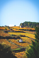 Photo Vigne Vigne - Automne  - n°18647