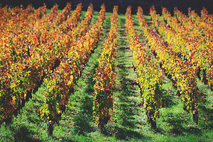 Photo Vigne Vigne - Automne  - n°18648