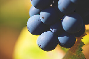 Photo Vigne Vigne - Automne  - n°18649