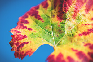 Photo Vigne Vigne - Automne  - n°18650
