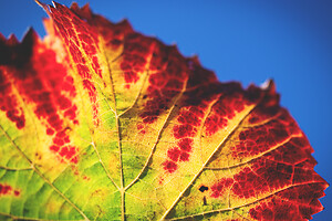 Photo Vigne Vigne - Automne  - n°18652