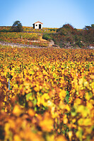 Photo Vigne Vigne - Automne  - n°18653