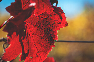 Photo Vigne Vigne - Automne  - n°18654