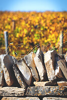 Photo Vigne Vigne - Automne  - n°18655
