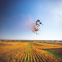 Photo Vigne Vigne - Automne  - n°18658