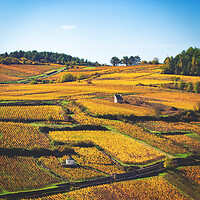 Photo Vigne Vigne - Automne  - n°18659