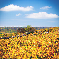 Photo Vigne Vigne - Automne  - n°18660