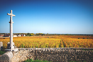 Photo Vigne Vigne - Automne  - n°18661