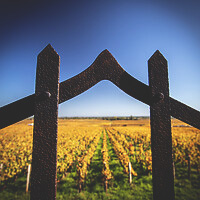 Photo Vigne Vigne - Automne  - n°18664