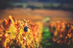 Photo Vigne Vigne - Automne  - n°18665