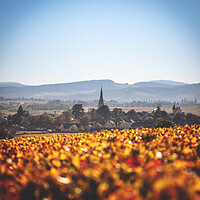 Photo Vigne Vigne - Automne  - n°18666