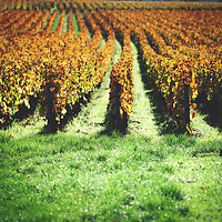 Photo Vigne Vigne - Automne  - n°18667