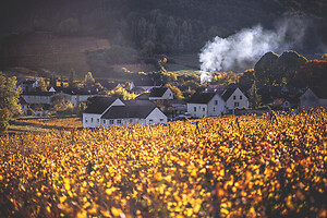Photo Vigne Vigne - Automne  - n°18668
