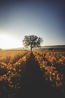 Photo Vigne Vigne - Automne  - n°18670