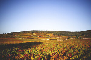 Photo Vigne Vigne - Automne  - n°18671
