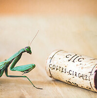 Photo Studio Compositions & Mises en scènes  - n°18727