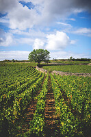 Photo Domaines-Viticoles Auteur Wines  - n°18864