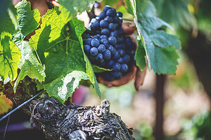 Photo Domaines-Viticoles Auteur Wines  - n°18869