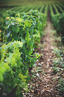 Photo Domaines-Viticoles Auteur Wines  - n°18875