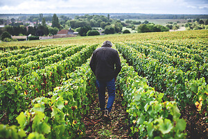 Photo Domaines-Viticoles Auteur Wines  - n°18879
