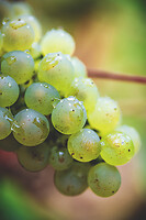 Photo Domaines-Viticoles Auteur Wines  - n°18886