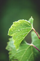 Photo Domaines-Viticoles Auteur Wines  - n°18887