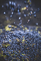 Photo Domaines-Viticoles Auteur Wines  - n°18905