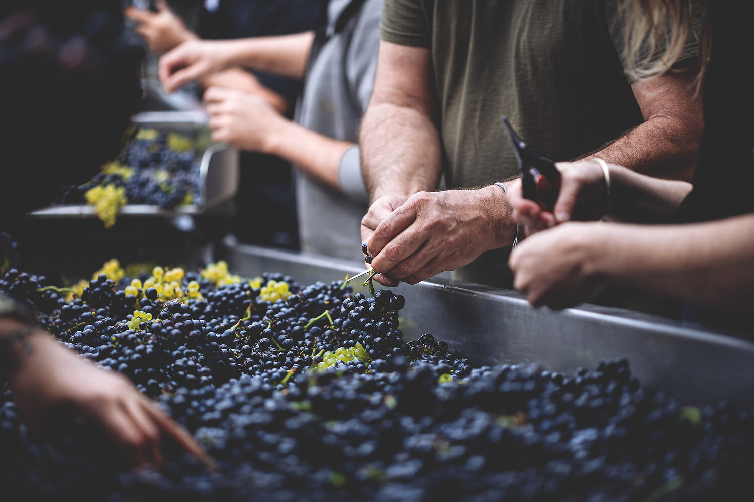 Photographie Domaines Viticoles Auteur-Wines  - Beaune, Bourgogne