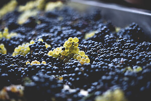 Photo Domaines-Viticoles Auteur Wines  - n°18911