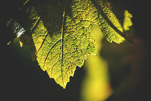 Photo Domaines-Viticoles Champagne Gimonnet-Gonet  - n°18980